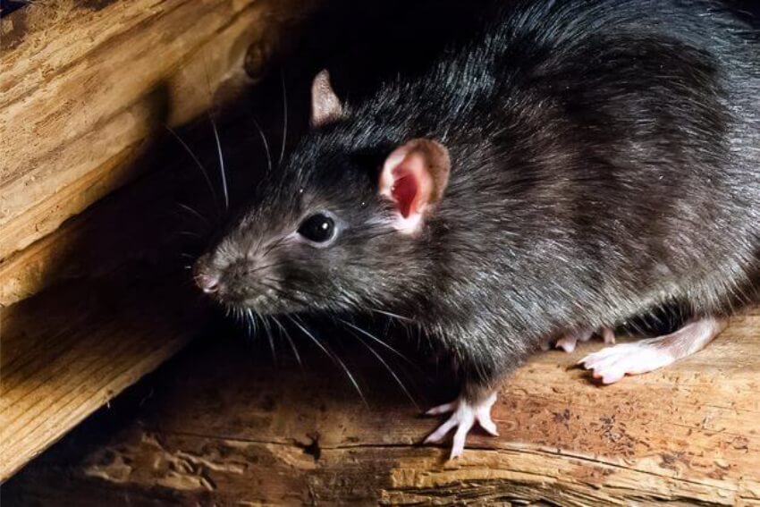 rato preto